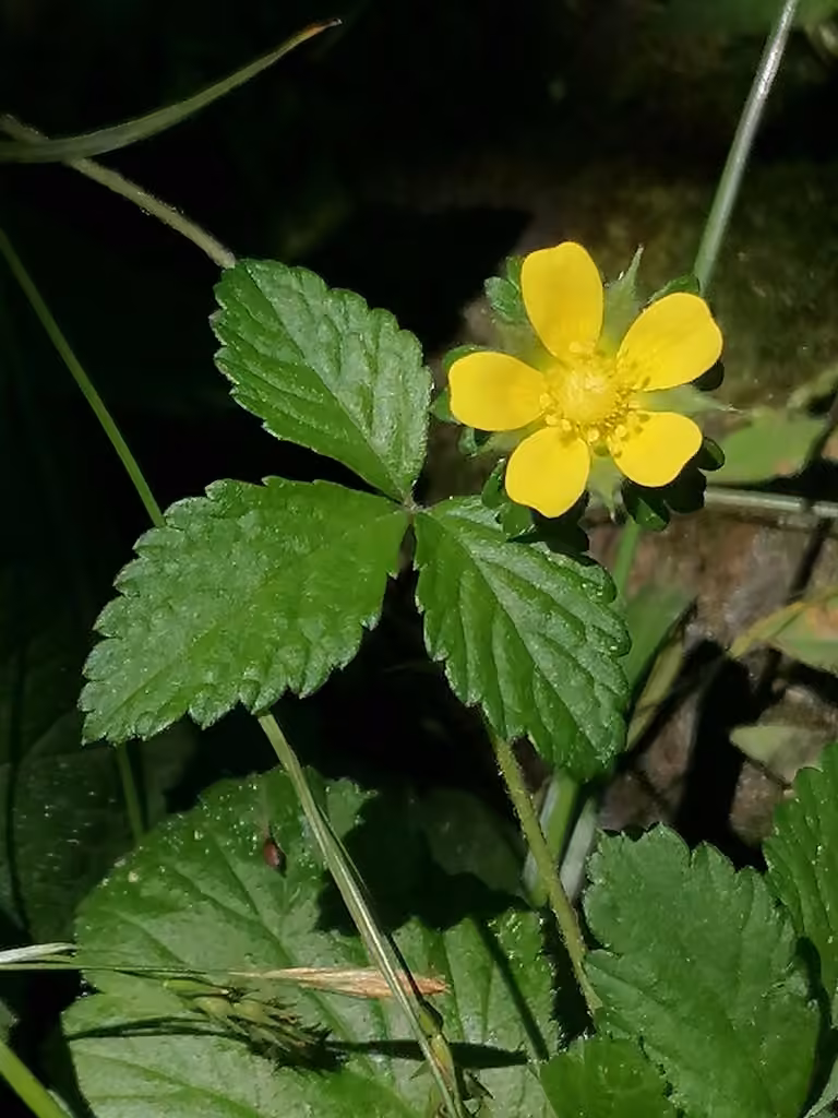 Potentille d'Inde, En fleurs