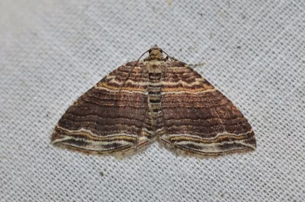 Many-lined Carpet Moth, Adulte