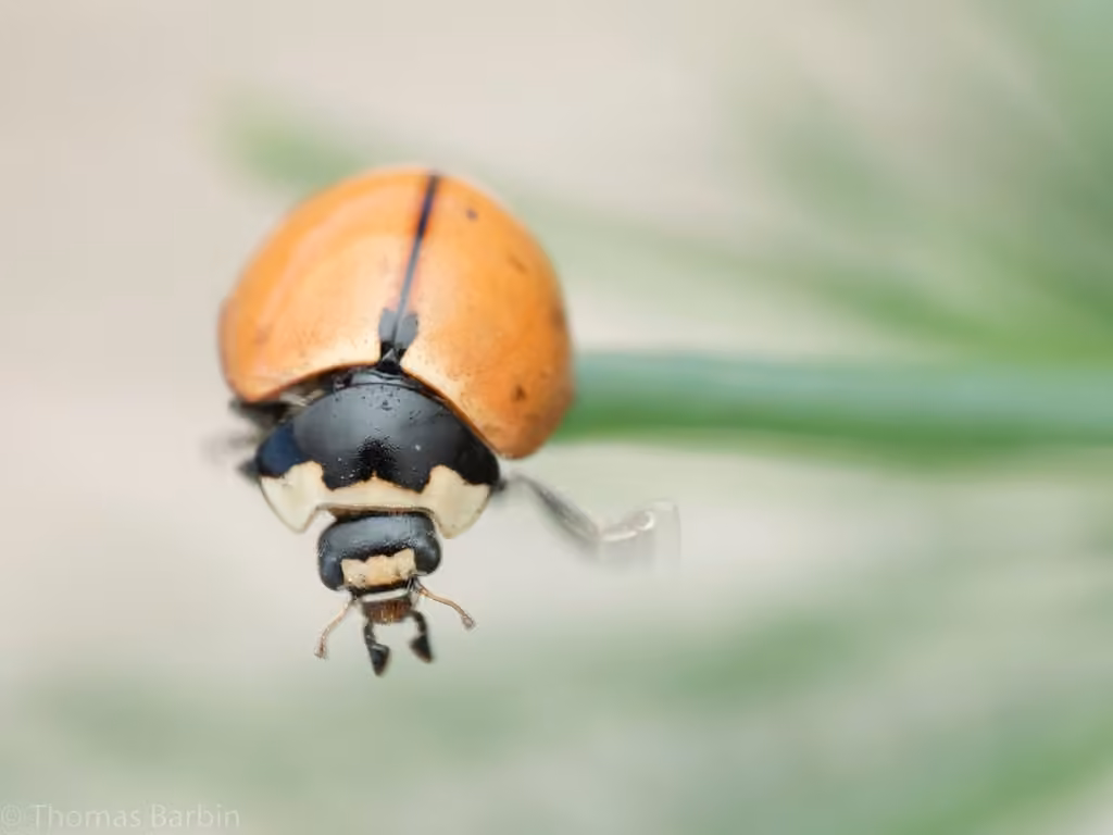 Coccinelle à neuf points