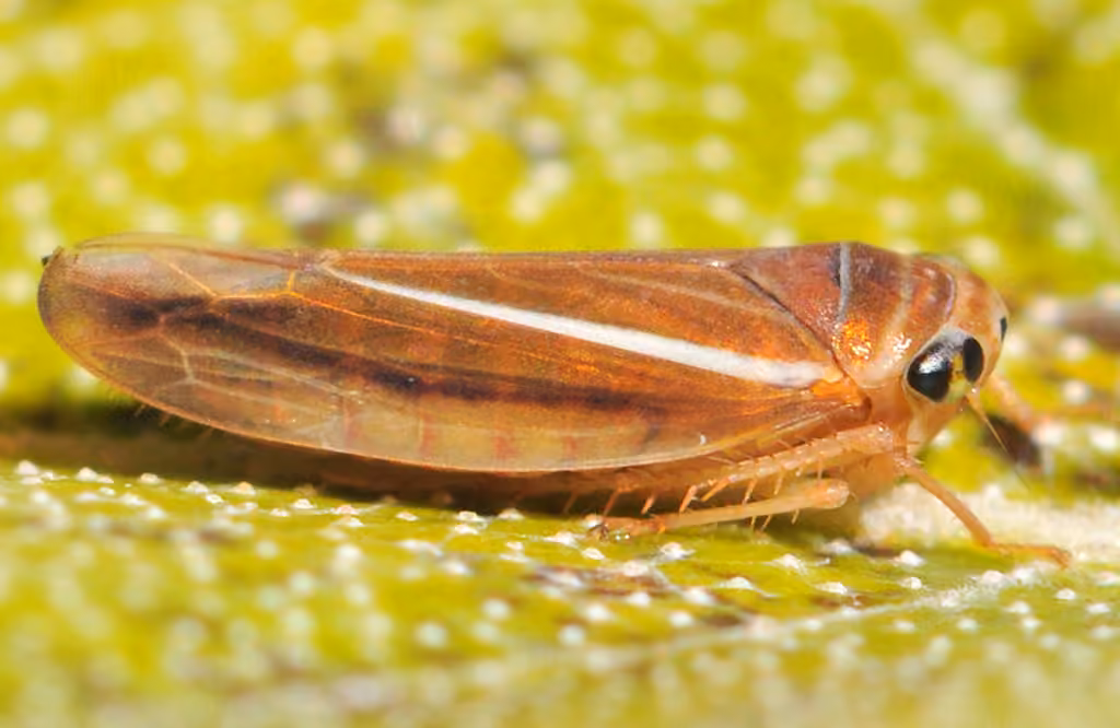 Idiodonus kennicotti, Adulte