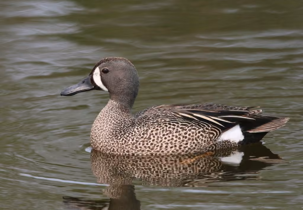 Sarcelle à ailes bleues, Mâle