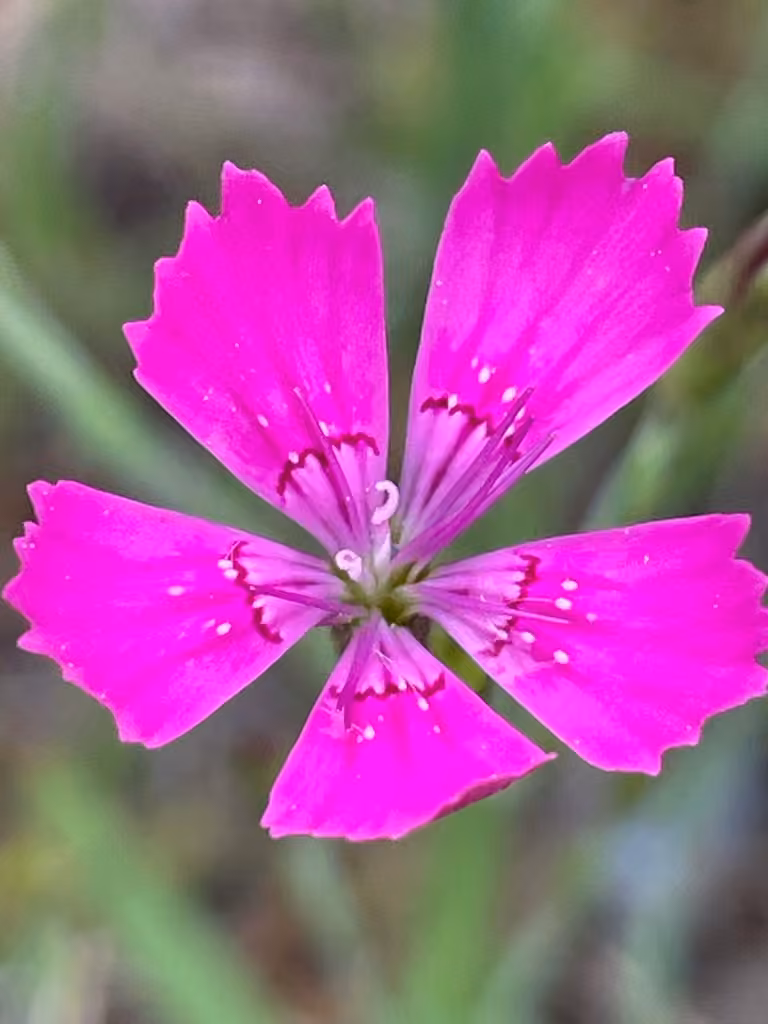 Oeillet à delta, En fleurs