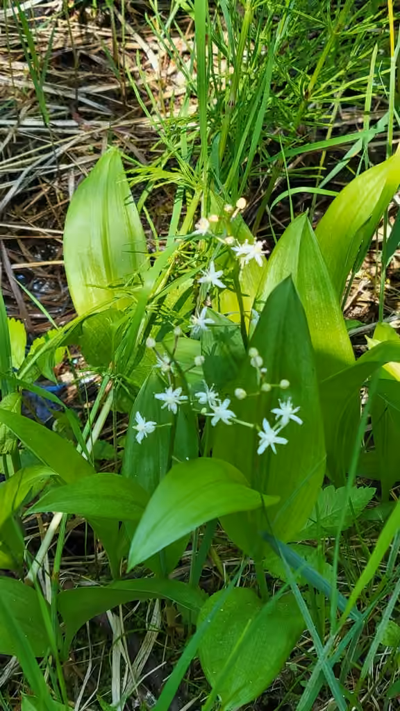Threeleaf false lily of the valley, In flower