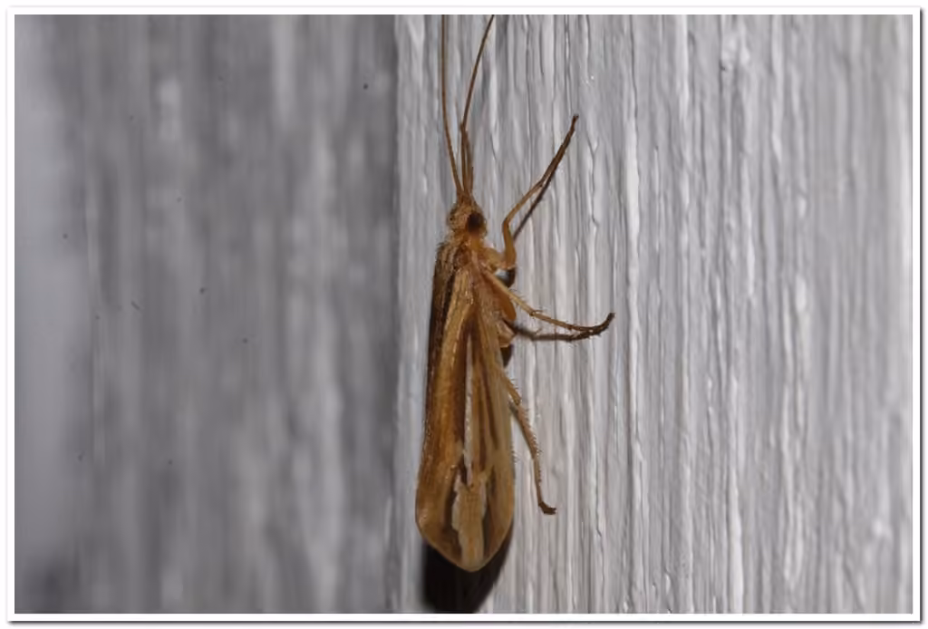 Silver-striped Northern Caddisfly, photo 2 of 5