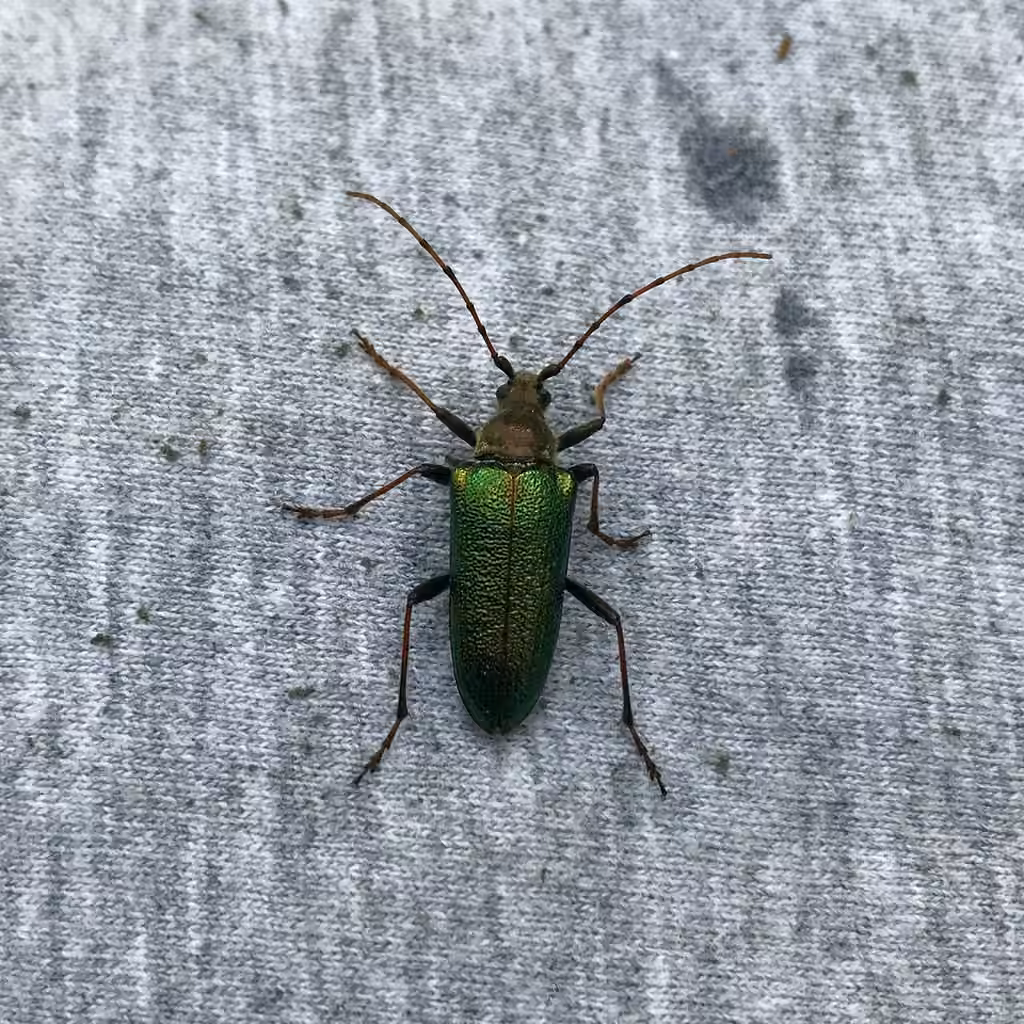 Green long-horned beetle, Adult