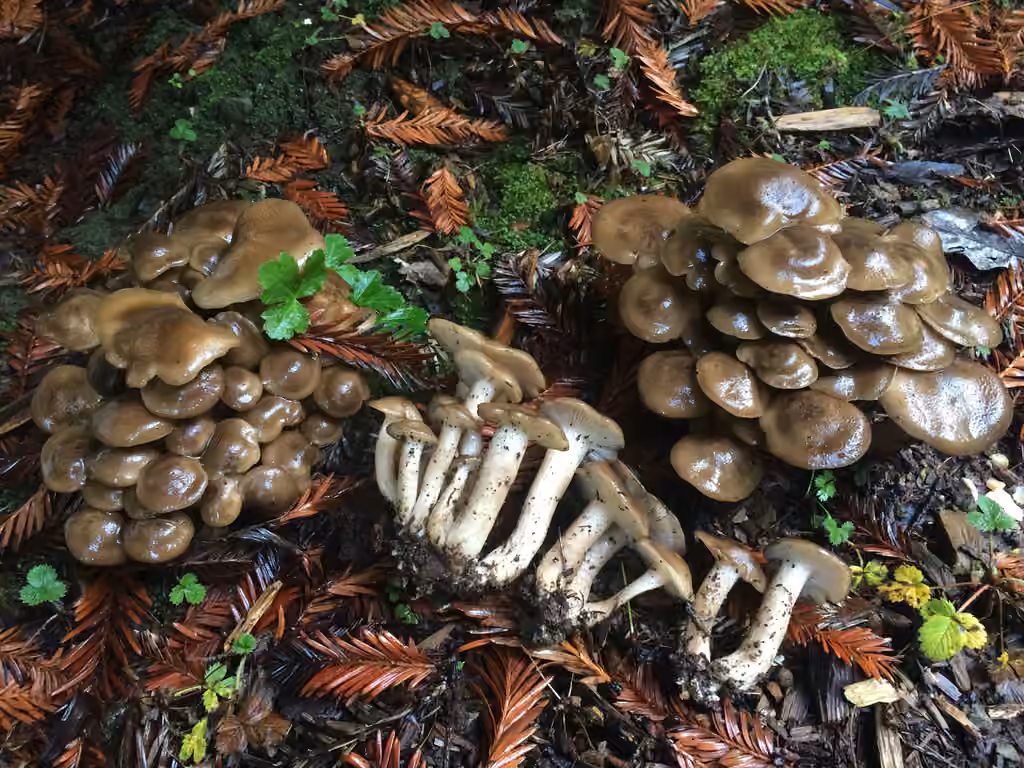 Lyophylle en touffes, photo 3 sur 5