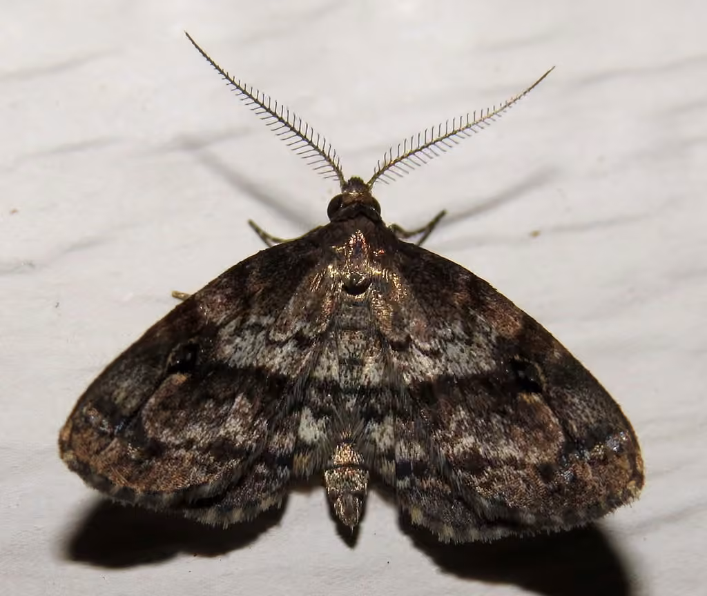 Gold-lined Melanomma Moth, Adult