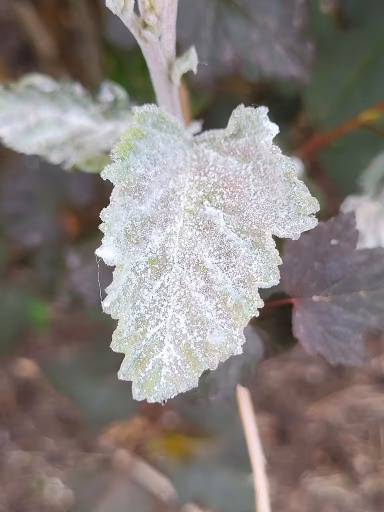 Ninebark Powdery Mildew, photo 3 sur 5
