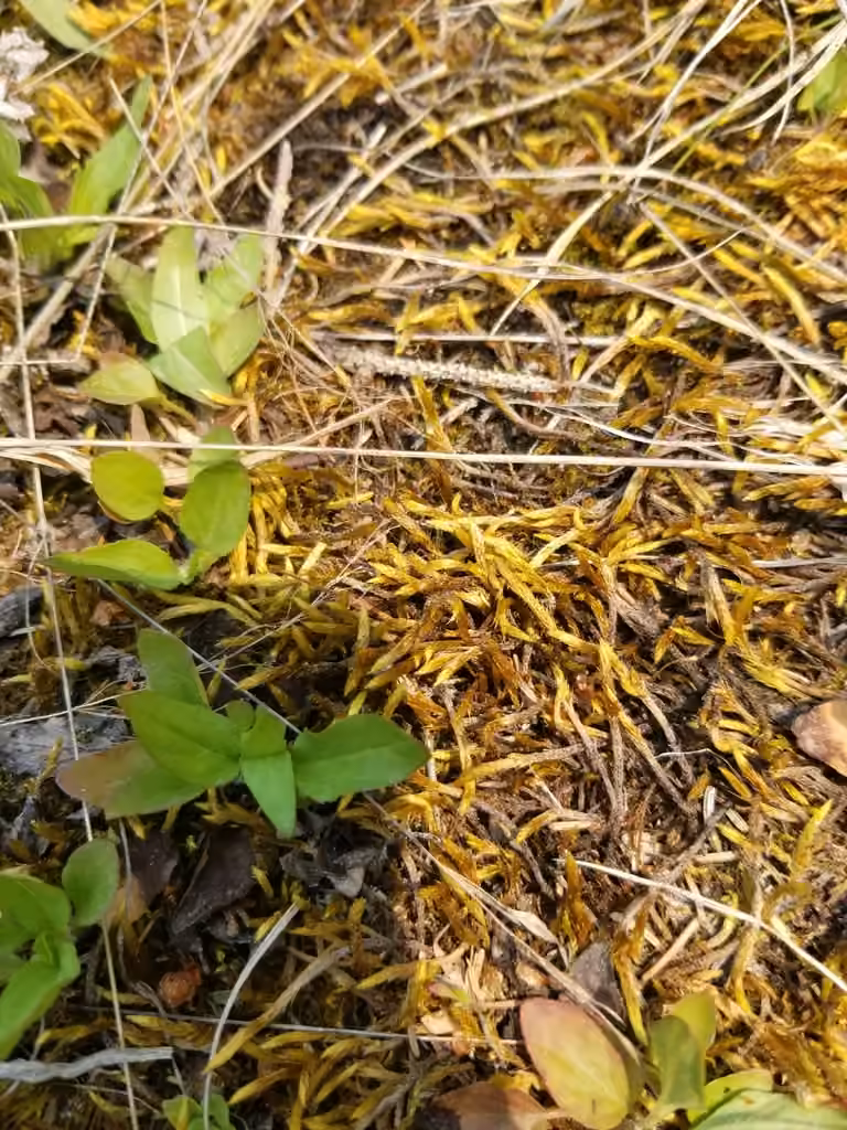 Turgid brachythecium moss, photo 2 of 5