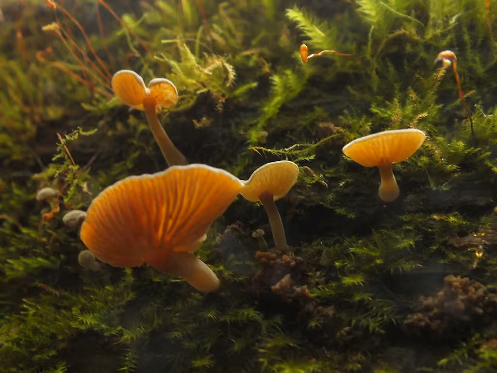Simocybe des marais, photo 3 of 5
