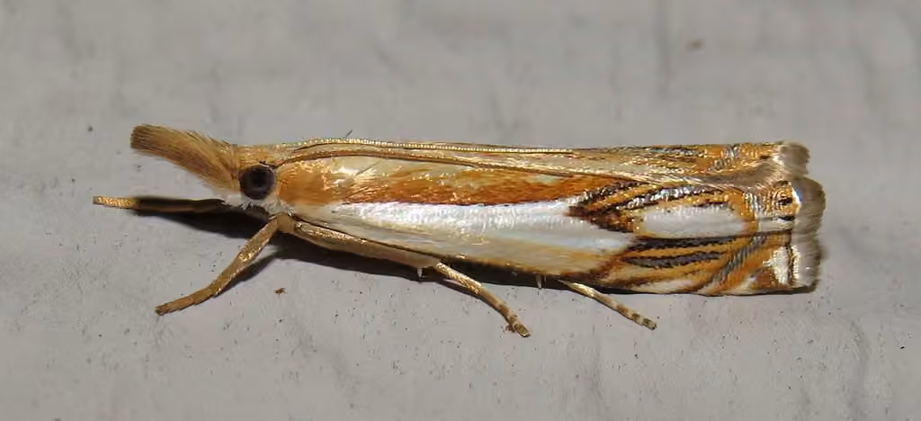 Double-banded Grass-veneer