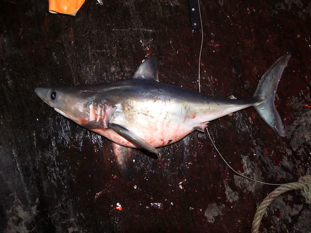 Porbeagle, Juvenile