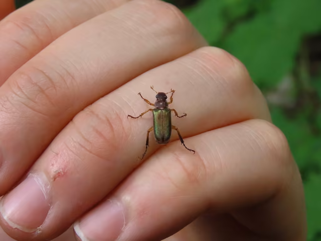 Lined Chafer, photo 2 of 5
