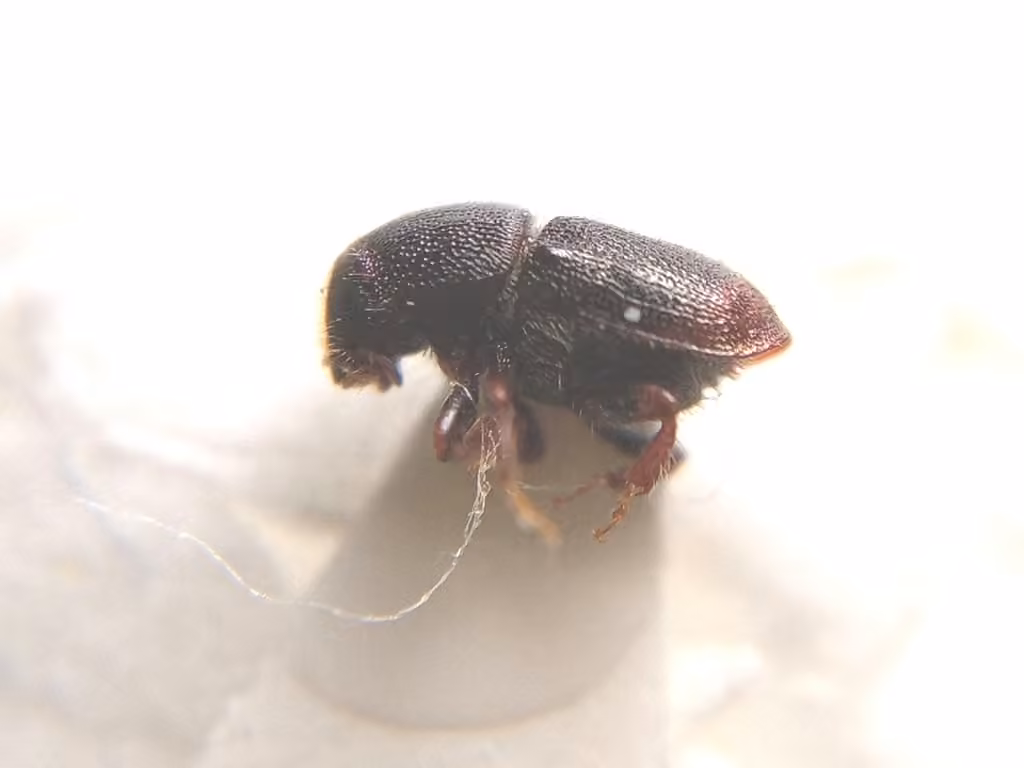 Apple Tree Beetle, photo 3 of 5