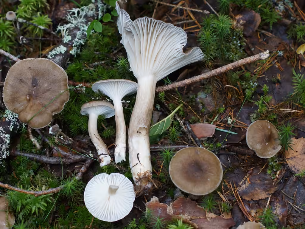 Hygrophore des chèvres, photo 3 sur 5