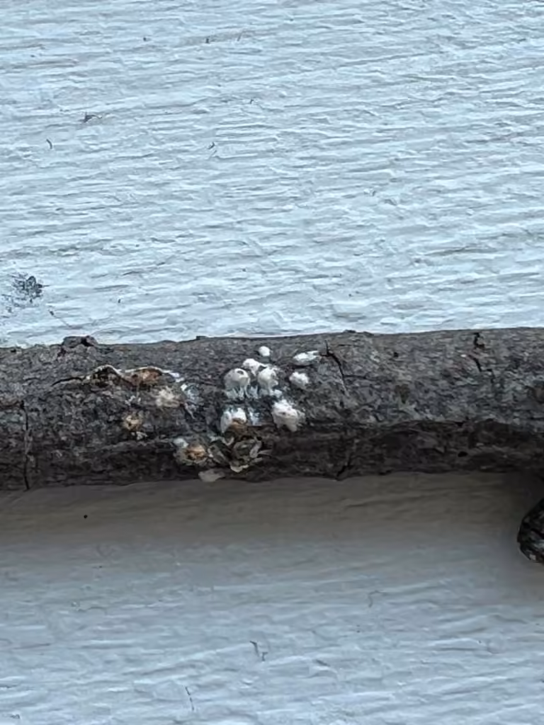 Péniophore de l'aulne, photo 3 sur 5