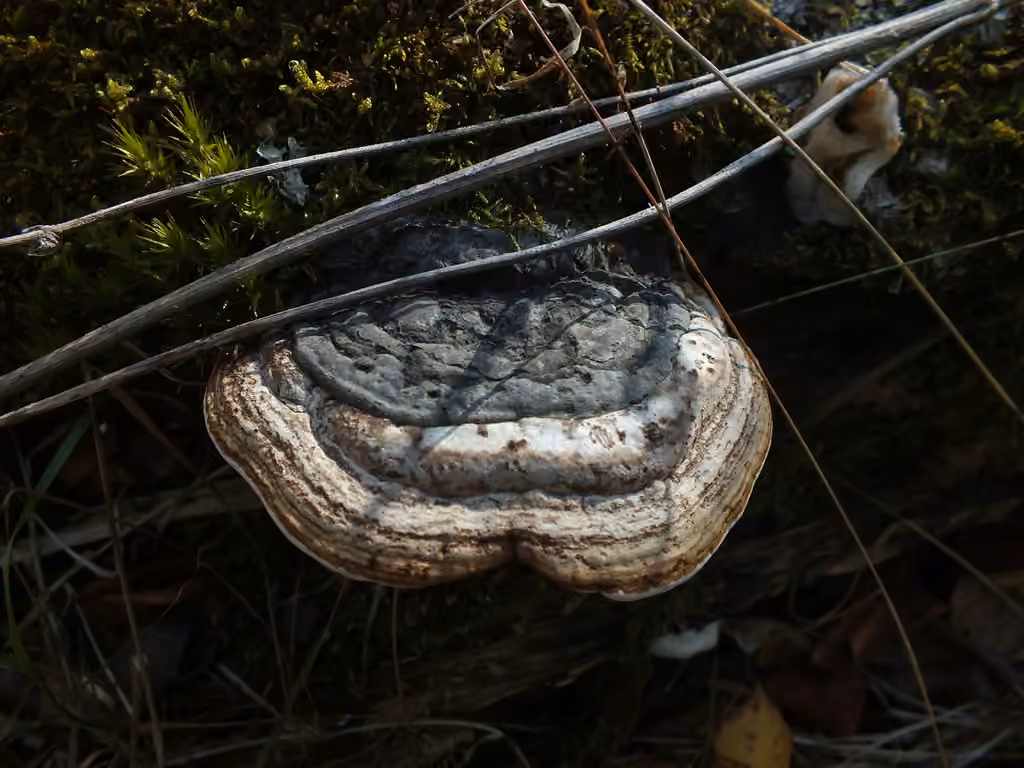 Polypore noircissant, photo 1 sur 5