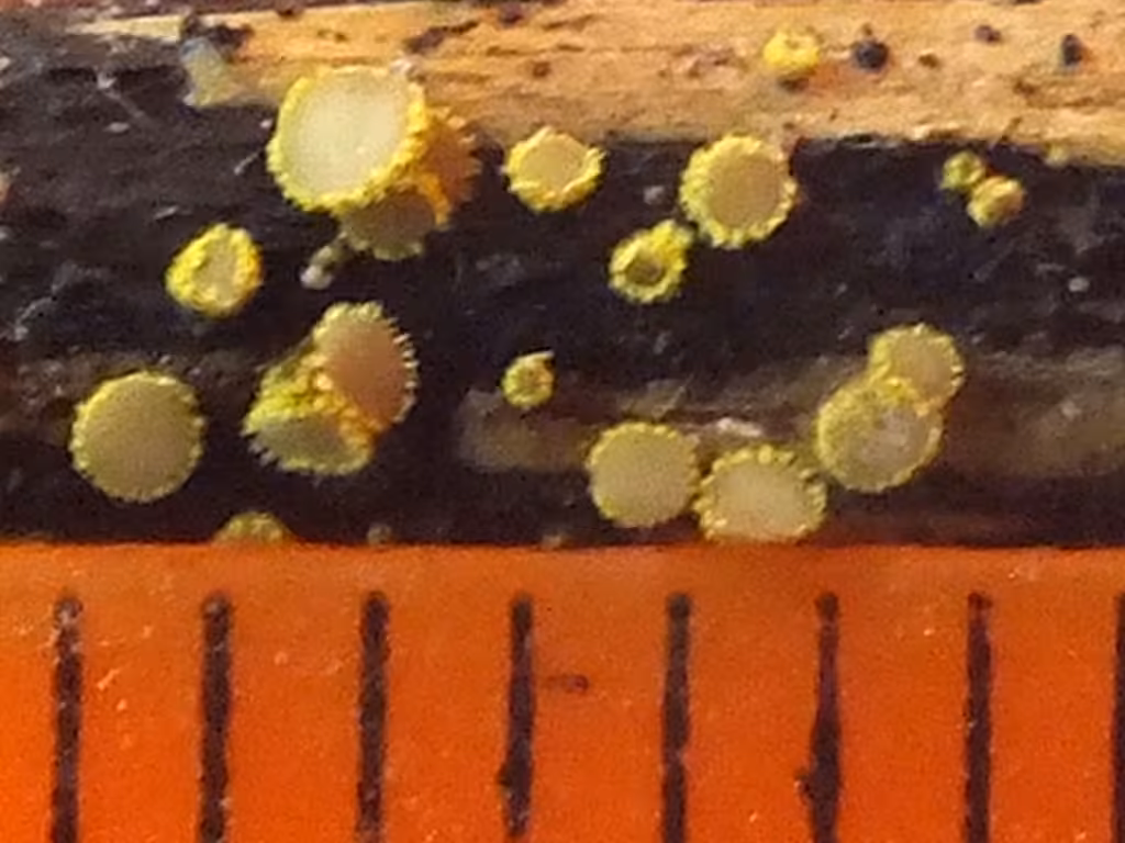 Pézize molle, photo 2 sur 5