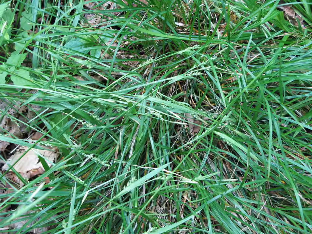 Carex en chapelet, photo 1 sur 5