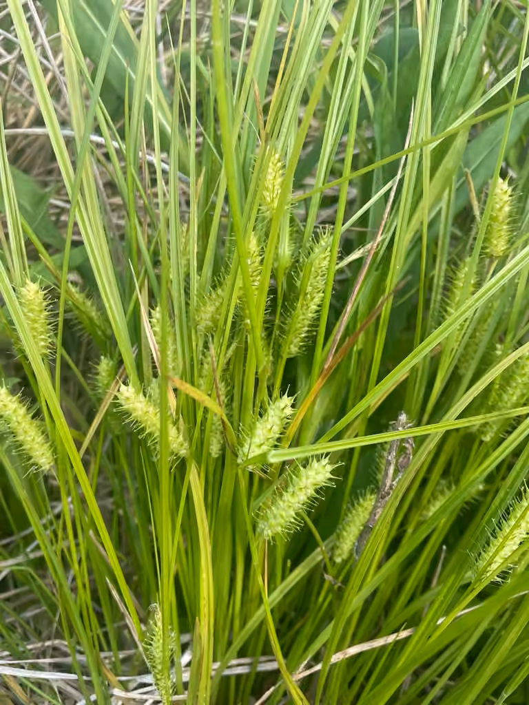 Carex de Bailey, En fleurs