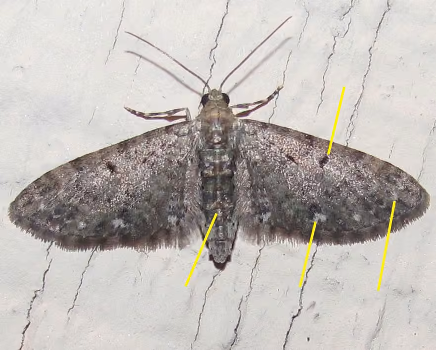 Common Eupithecia Moth, photo 3 sur 5