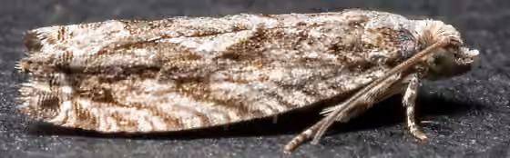 Chenille nuculivore de l'ostryer