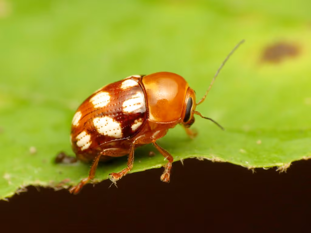 Fourteen-spotted Leaf Beetle