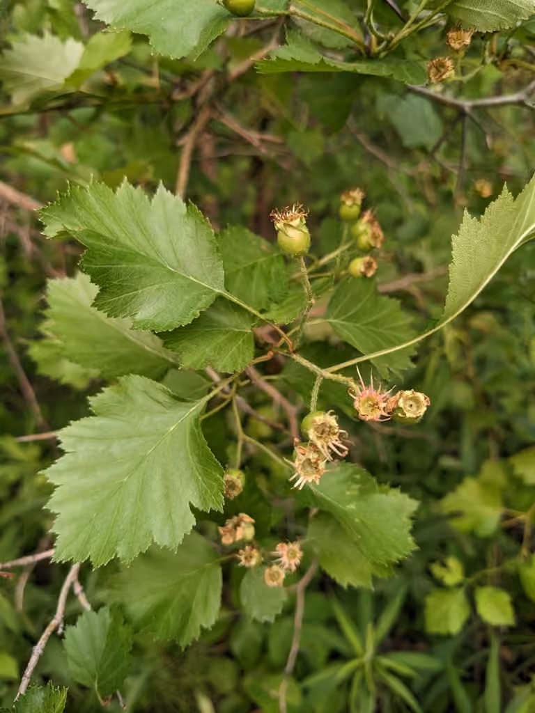 Blanchard's hawthorn, In fruit