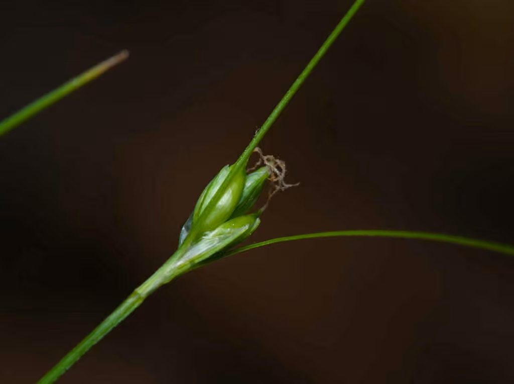 Carex trisperme, photo 3 sur 5