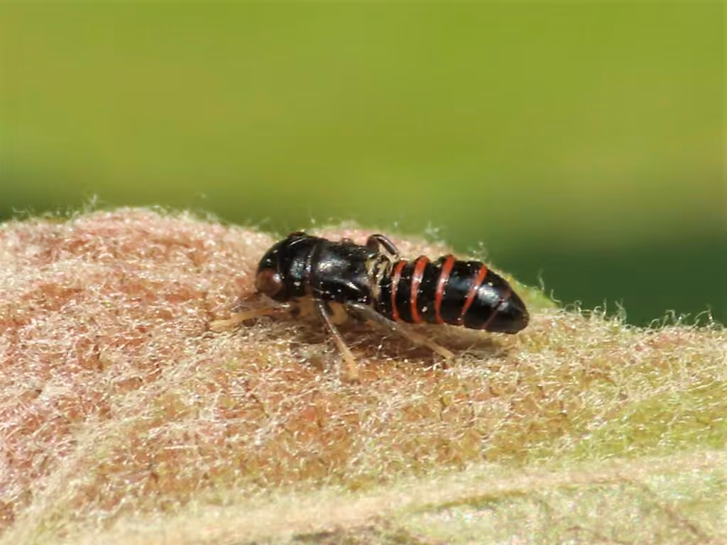 Balcanocerus provancheri, Nymph