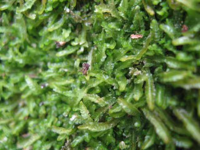 Vénusté des sphaignes, photo 1 sur 5