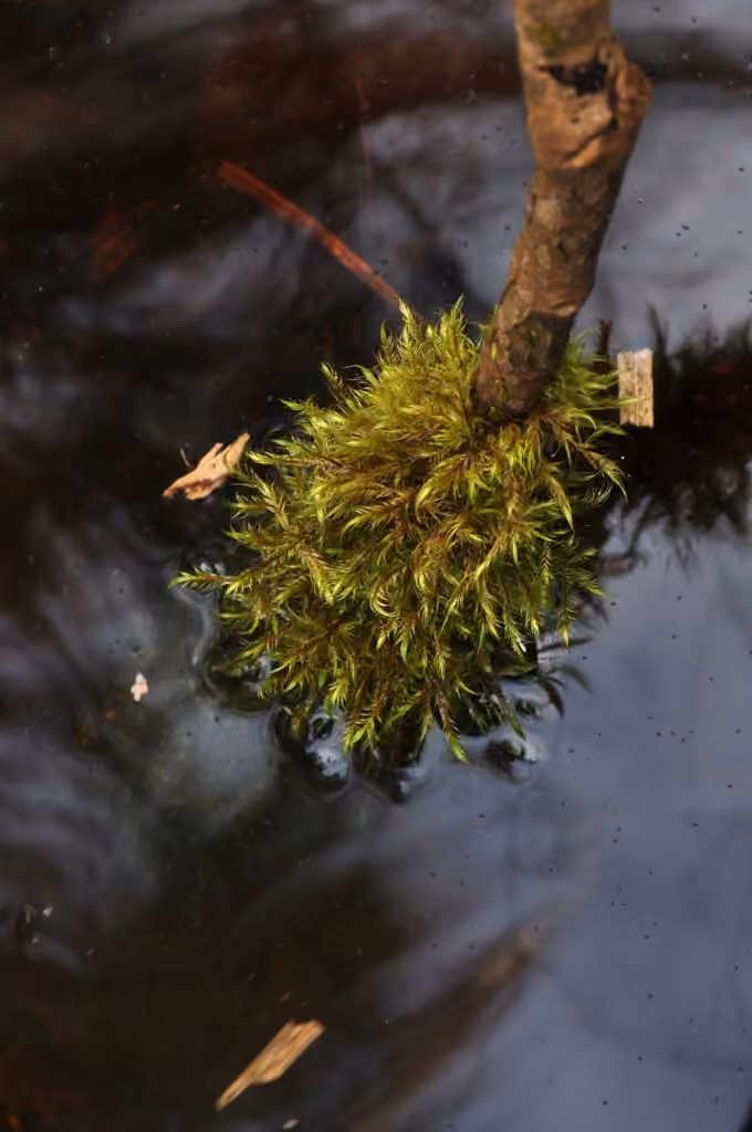 Dichelyma Moss, photo 2 of 5
