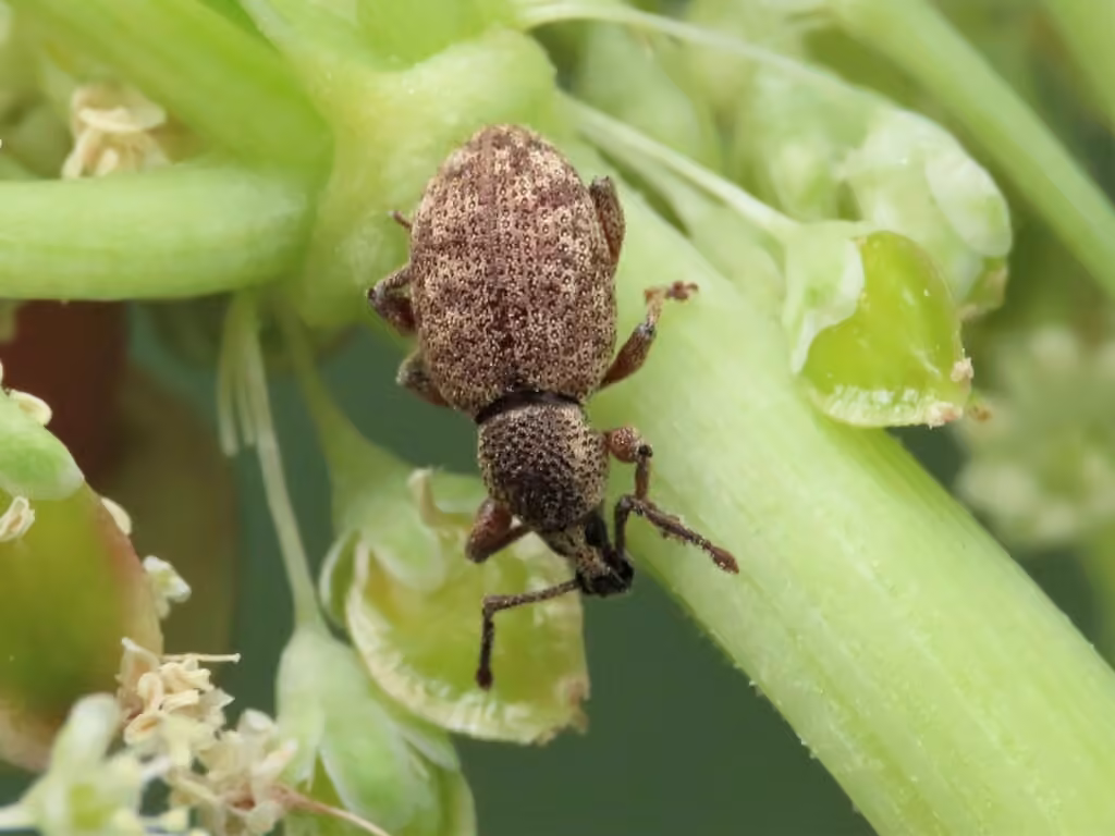 Clay-coloured Weevil, photo 2 of 5