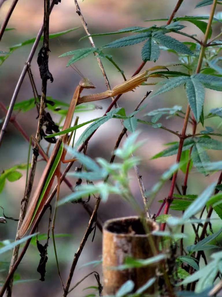 Chinese Mantid, photo 2 of 5