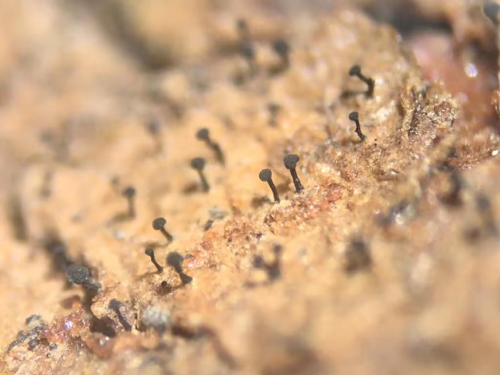 Chaenothecopsis perforata, photo 1 sur 5