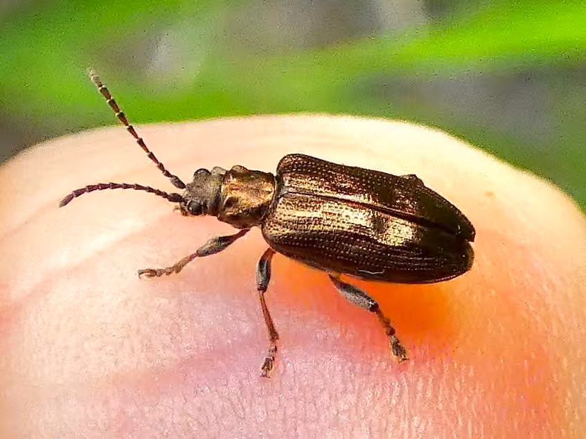 Cerulean aquatic leaf beetle, Adult