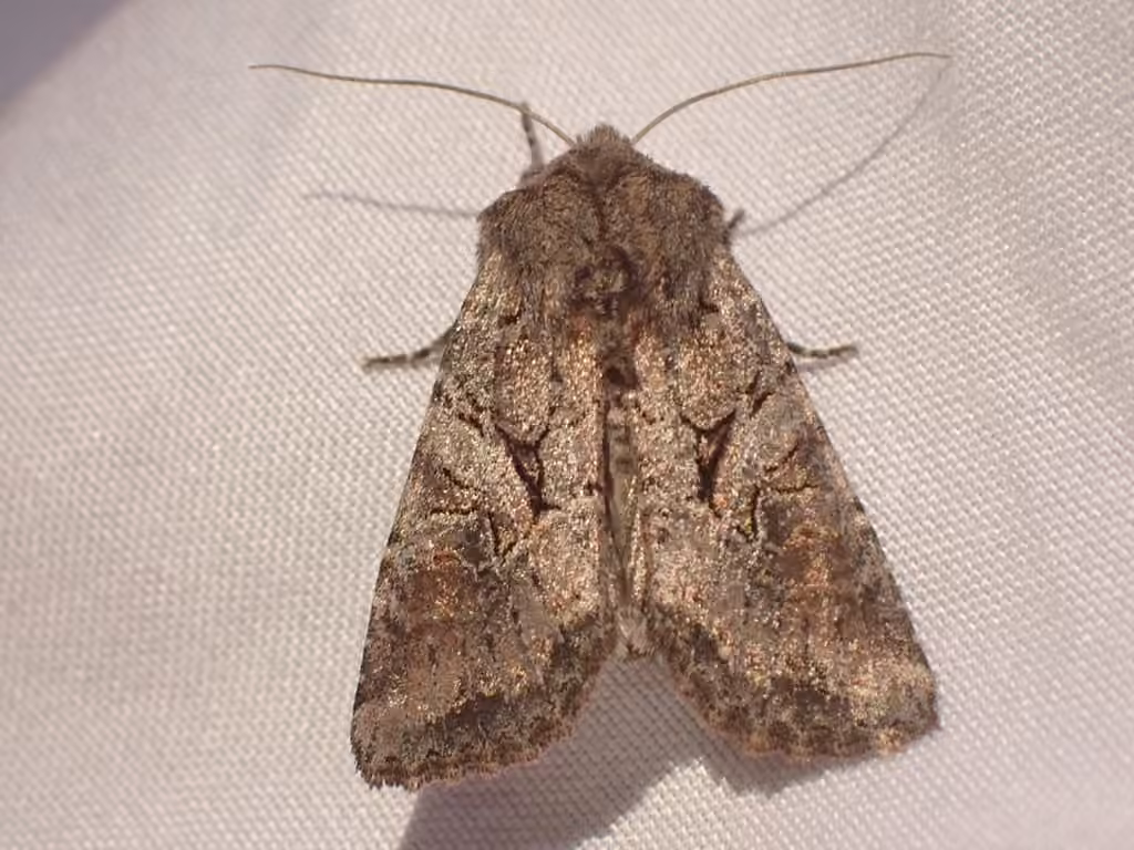 Separated Quaker, Adulte