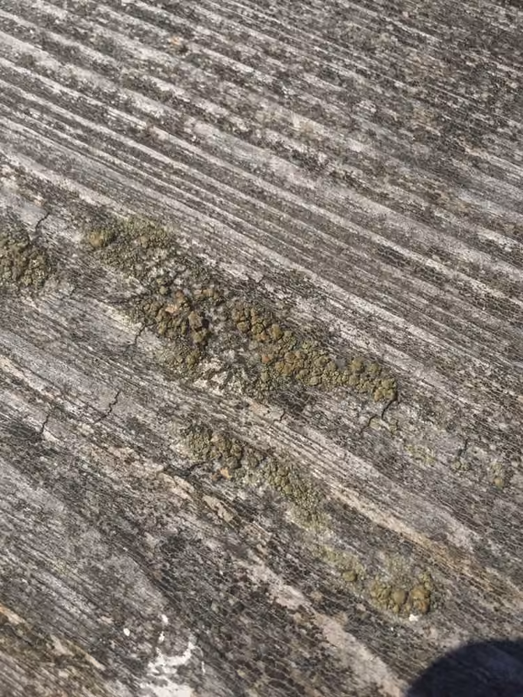 Greenish Yellow Rim-lichen, photo 2 of 5