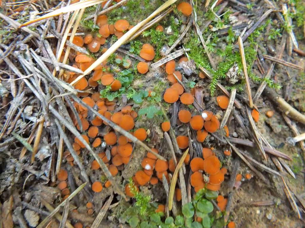 Spindle-shaped spores cup fungus, photo 2 of 5