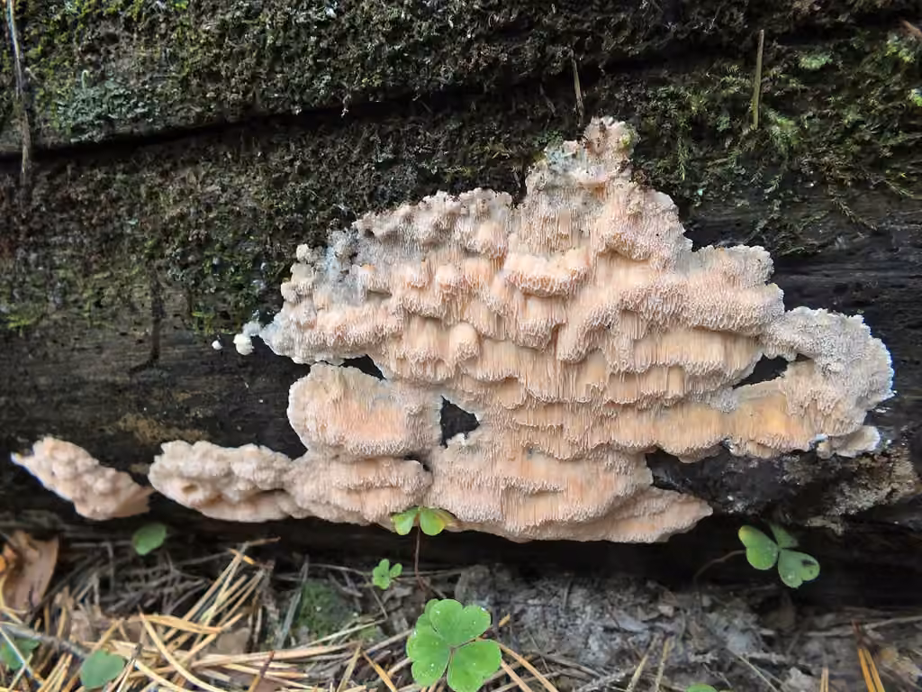 Polypore placenta, photo 2 sur 5