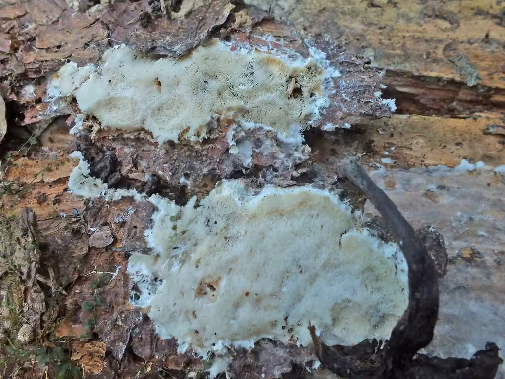 Trechispora mollusca, photo 2 sur 5