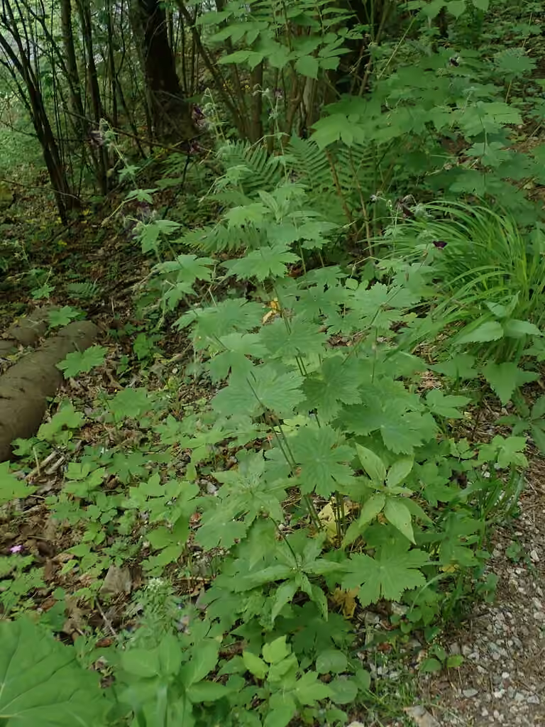 Géranium brun, En fleurs