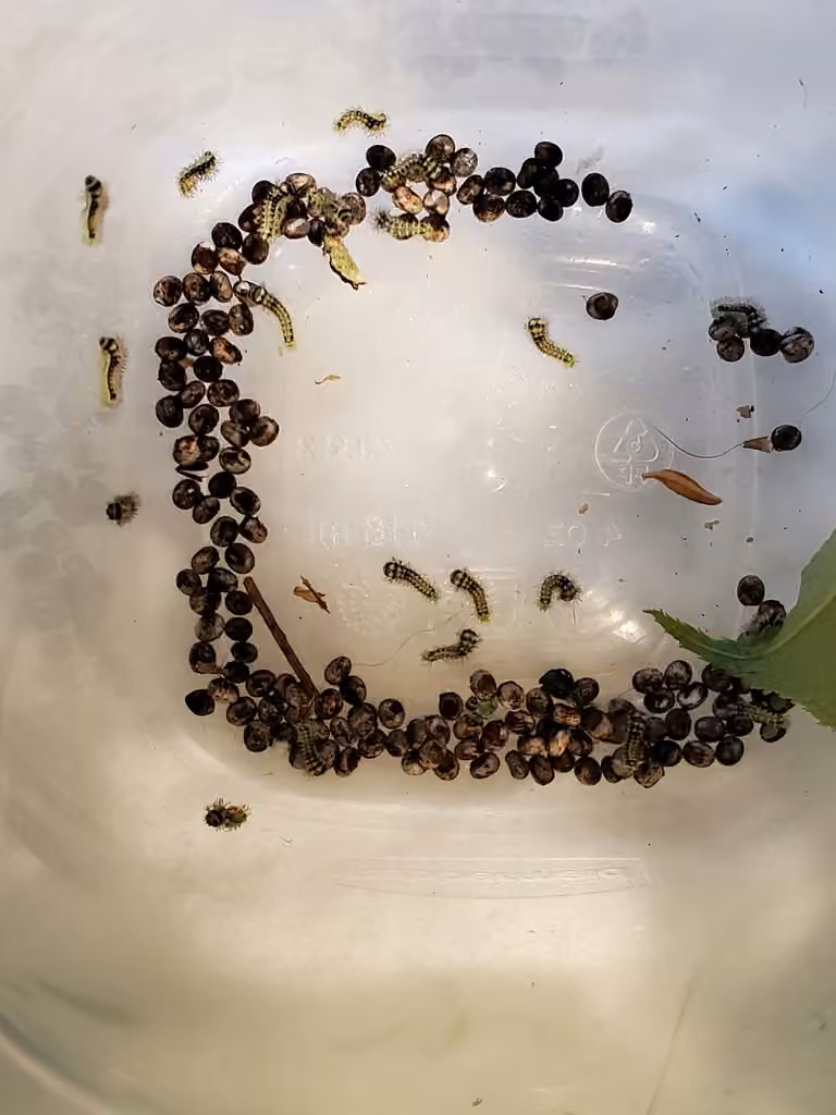 North American Luna Moth, Eggs
