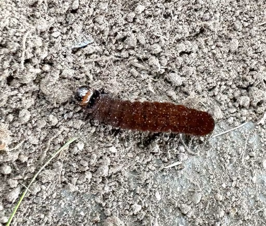 Straight-toothed Sallow, Chenille