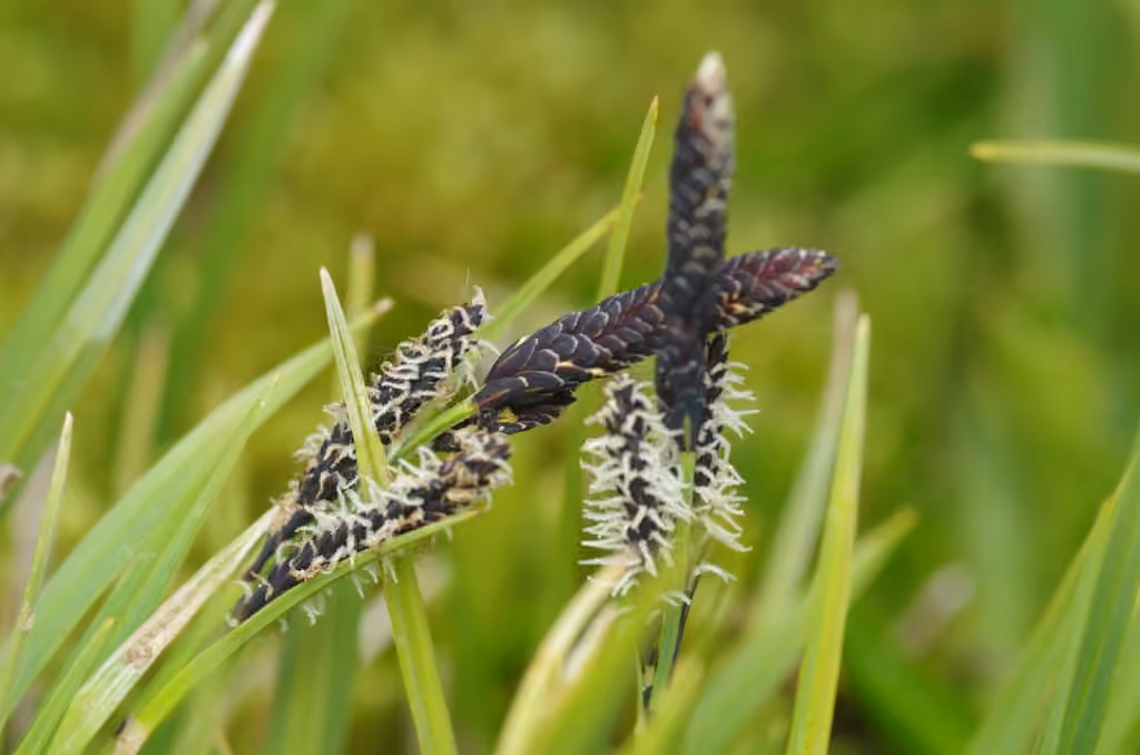 Carex noir, En fleurs