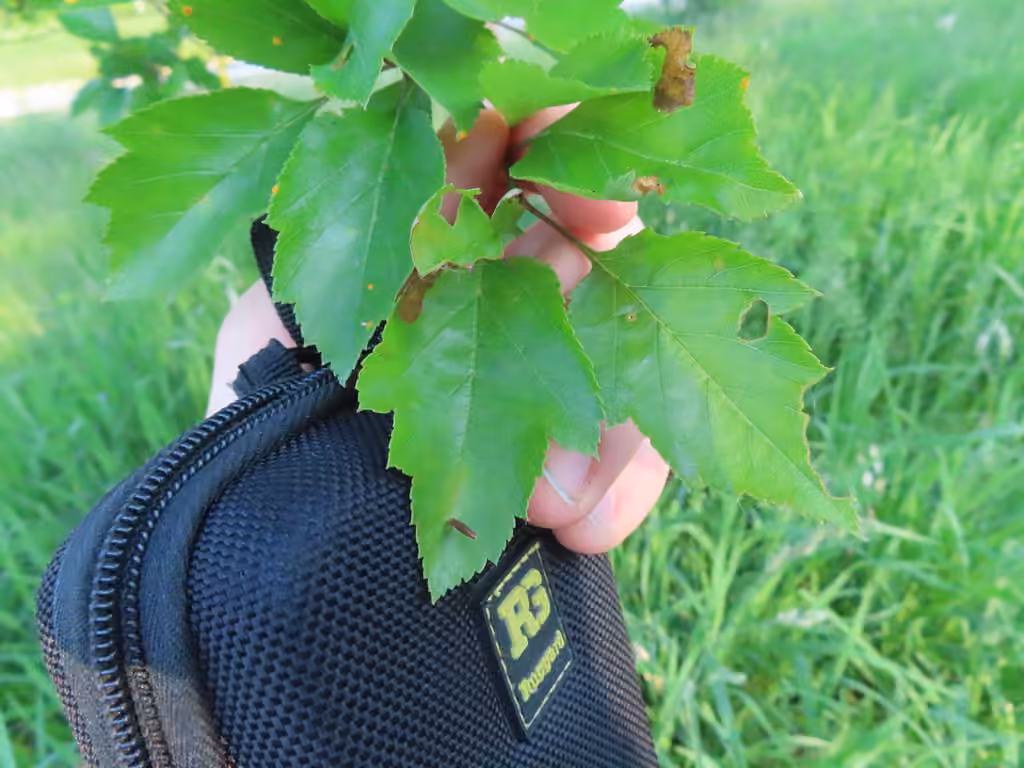 Apple-and-Plum Casebearer Moth, Gall
