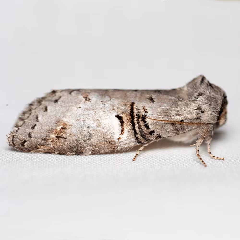 Linden Prominent, photo 1 of 5