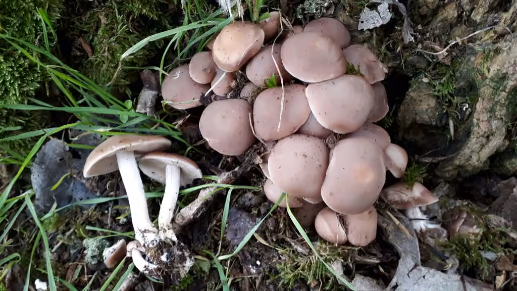 Psathyrelle couleur de datte, photo 1 sur 5