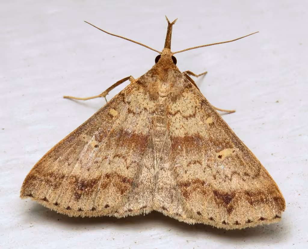 Discolored Renia Moth, photo 3 sur 5