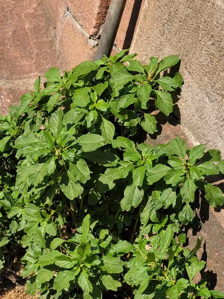 Purple amaranth, photo 3 of 5